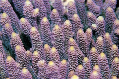 Not appressed, touching, same size. Millepora