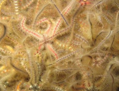 Mini brittle stars, an ally in the aquarium