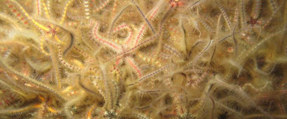 Funcionan los productos con bacterias nitrificantes para el acuario? —  Revista - Corales Y Marinos
