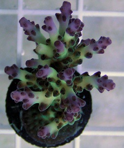 Pearlberry frag