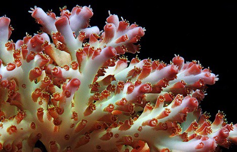 Acropora Pearlberry