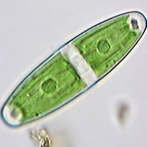 diatomea marina