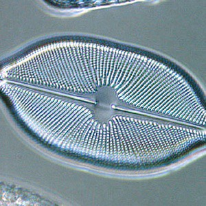 diatomea acuario
