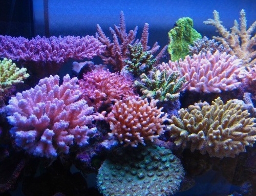 Eight tips for an enviable marine aquarium