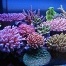enviable marine aquarium