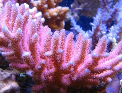 Buying corals, practical pieces of advice