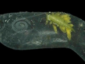 ercolania endophytophaga eggs