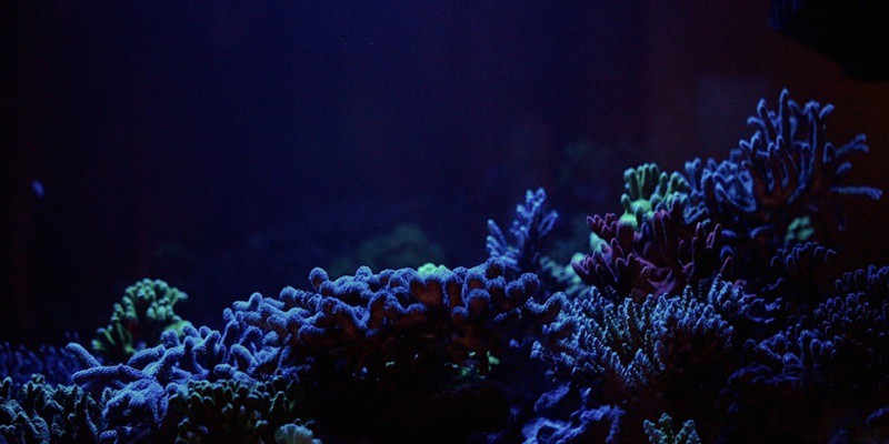 acuario de arrecife