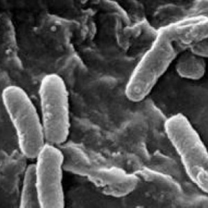 Pseudomonas Stutzeri bacteria